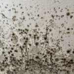 Image showing black spots, characteristic of mould caused by condensation