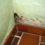 A corner of a wall with peeling green paint and patches of black and purple mold near the base, above brown floor tiles.